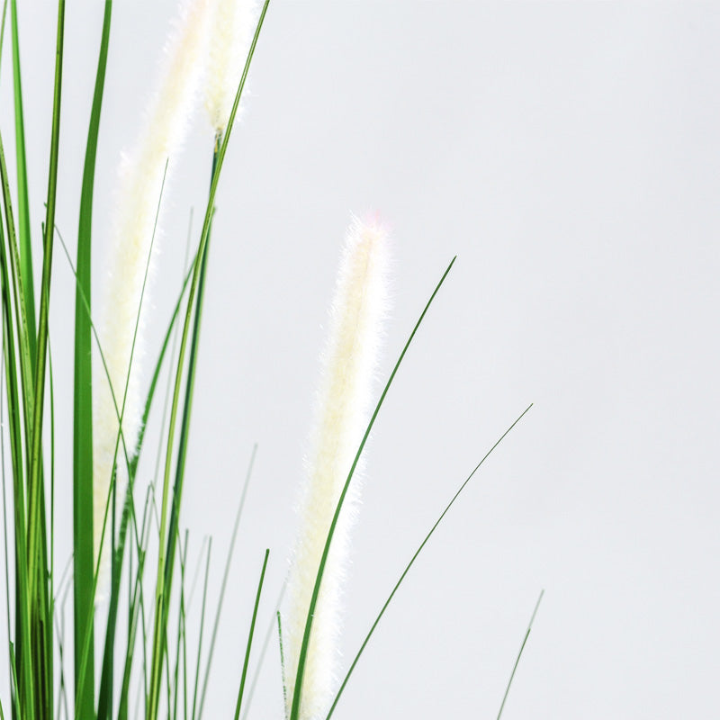Kunst Pluimgras Witte Pluimen – 150-180 cm