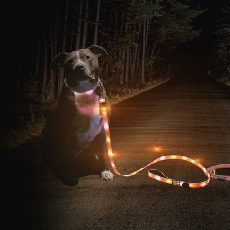Lichtgevende Hondenriem – Veilig Wandelen in het Donker