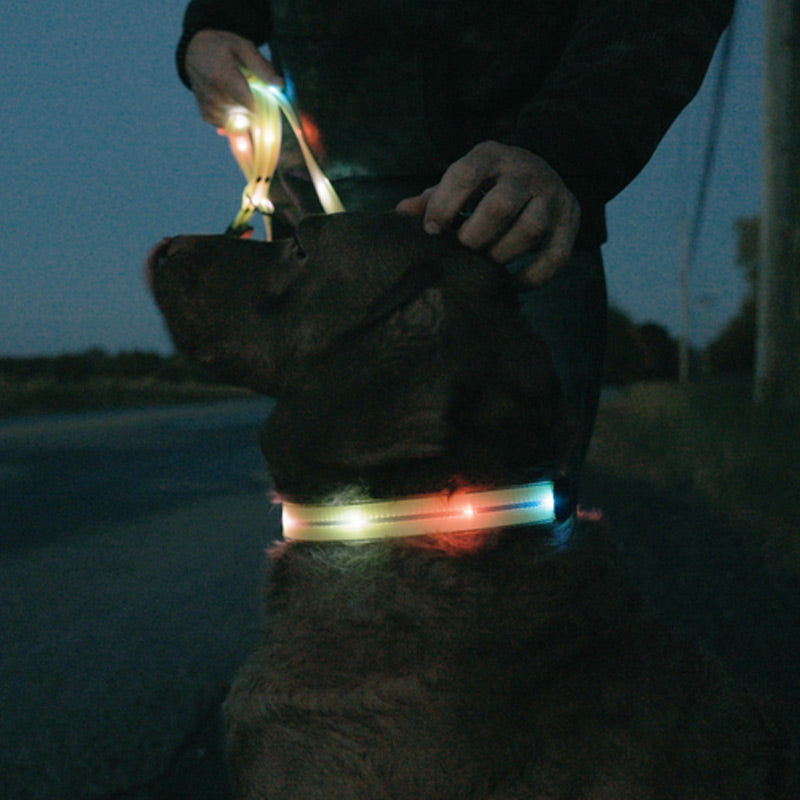 Lichtgevende Hondenriem – Veilig Wandelen in het Donker