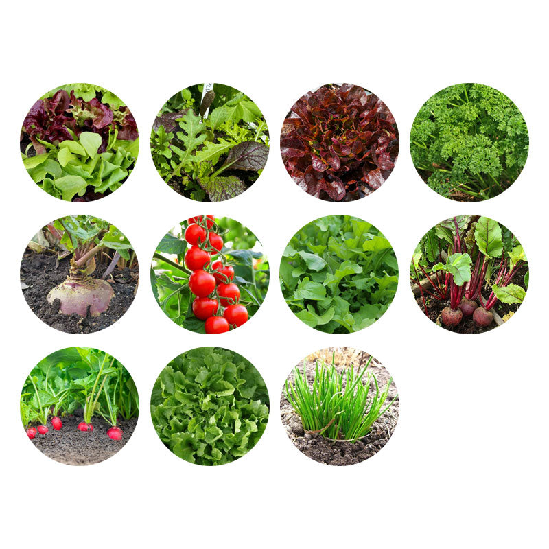 Groentezaden Pakket – 11 Soorten