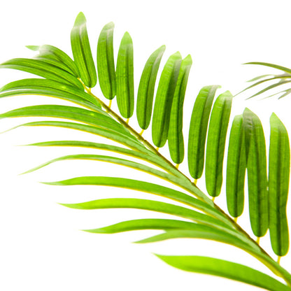 Kunst Palm Areca De Luxe – Tropische sfeer zonder onderhoud