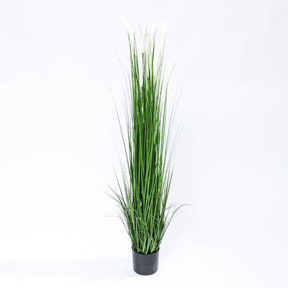 Kunst Pluimgras Witte Pluimen – 150-180 cm