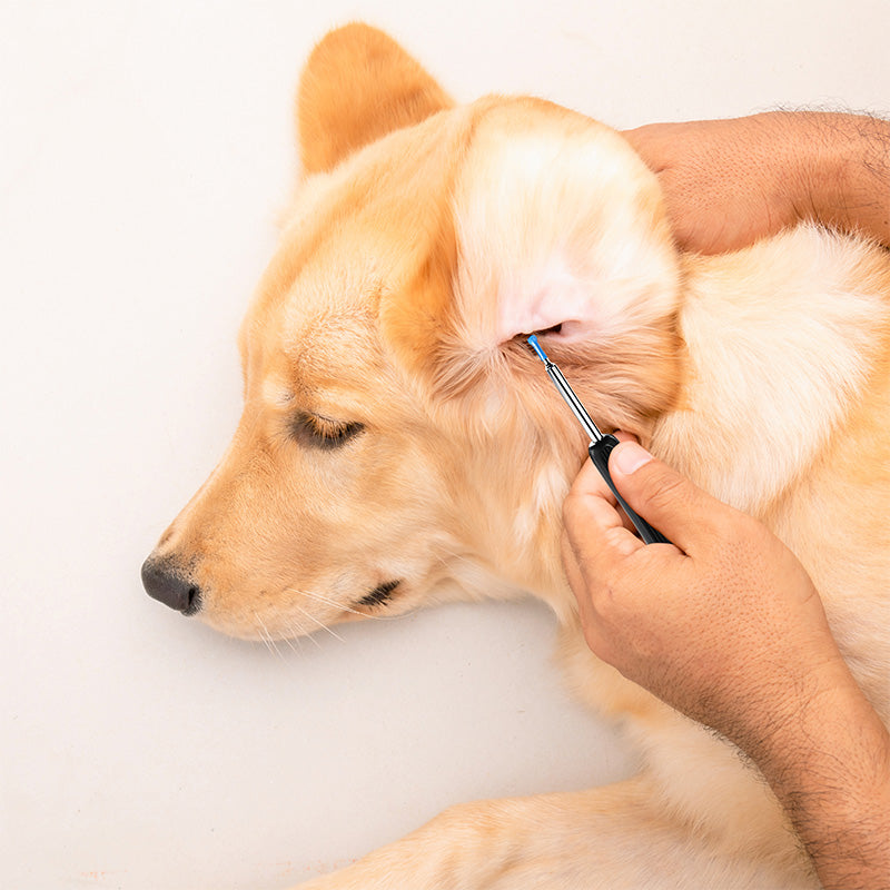 Nexxt HD Oorthermoscoop met Camera